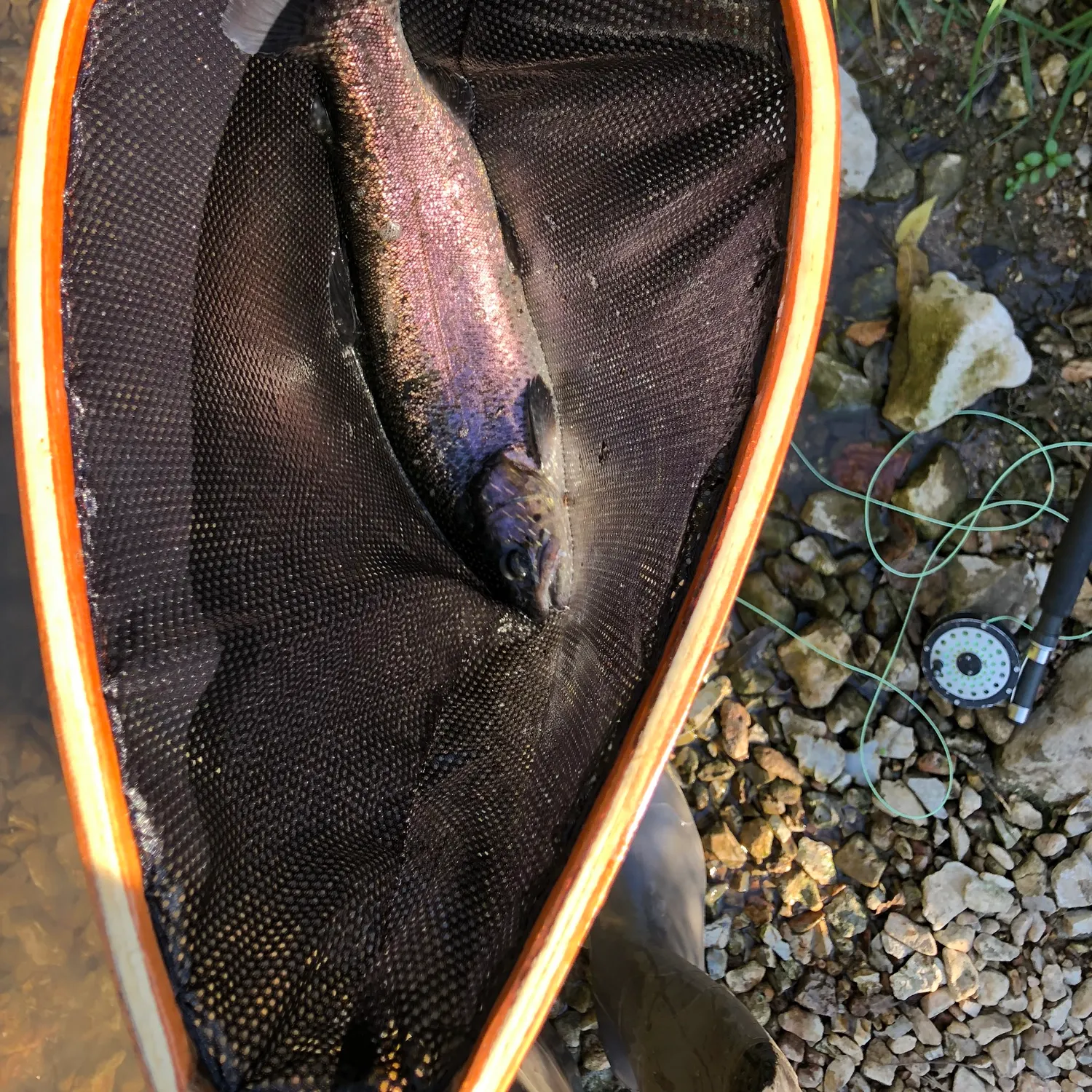Rainbow trout caught on Fishbrain