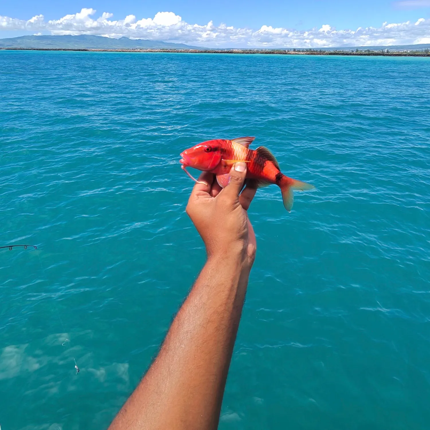 The most recent Manybar goatfish catches on Fishbrain