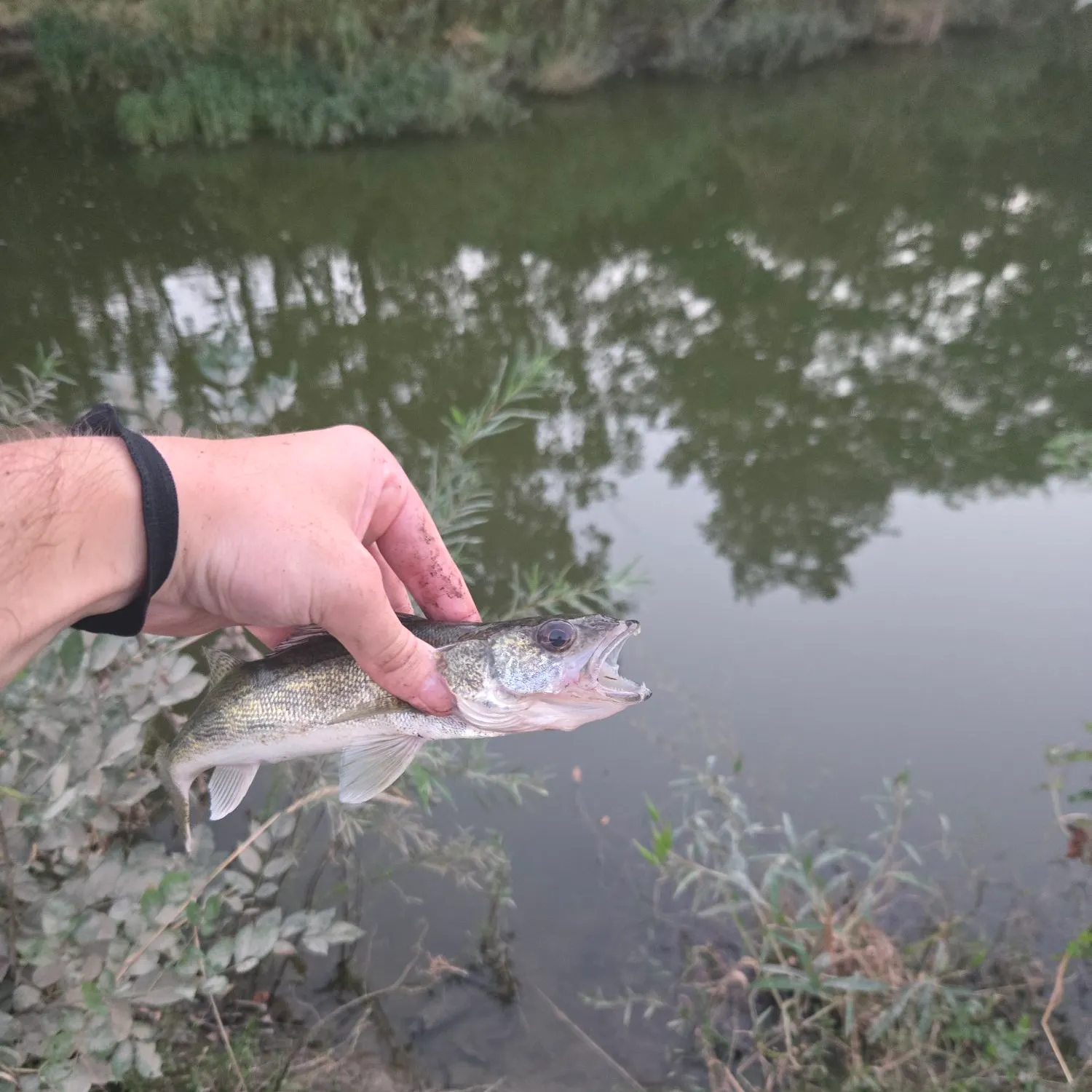 Saugeye caught on Fishbrain