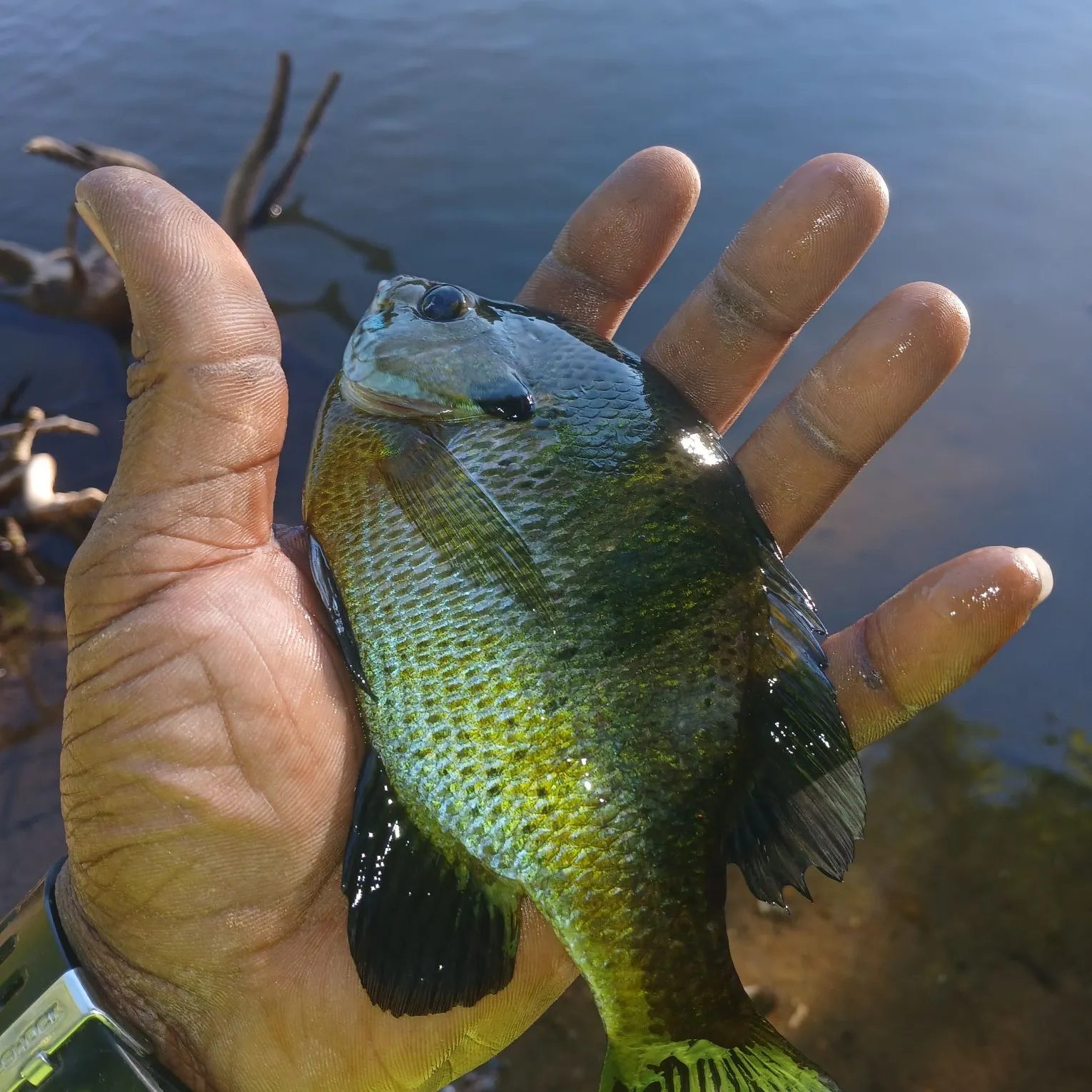 Bluegill caught on Fishbrain