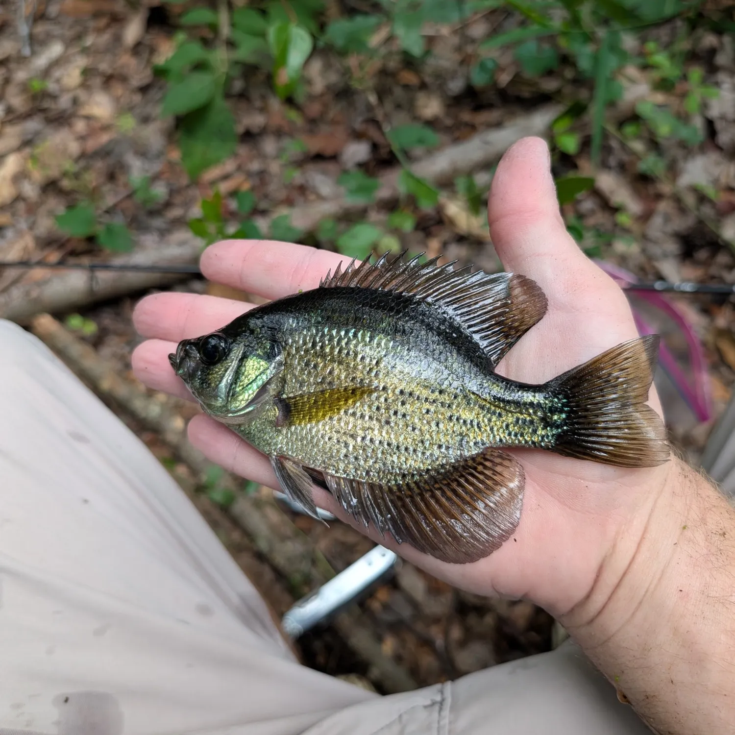 Flier caught on Fishbrain