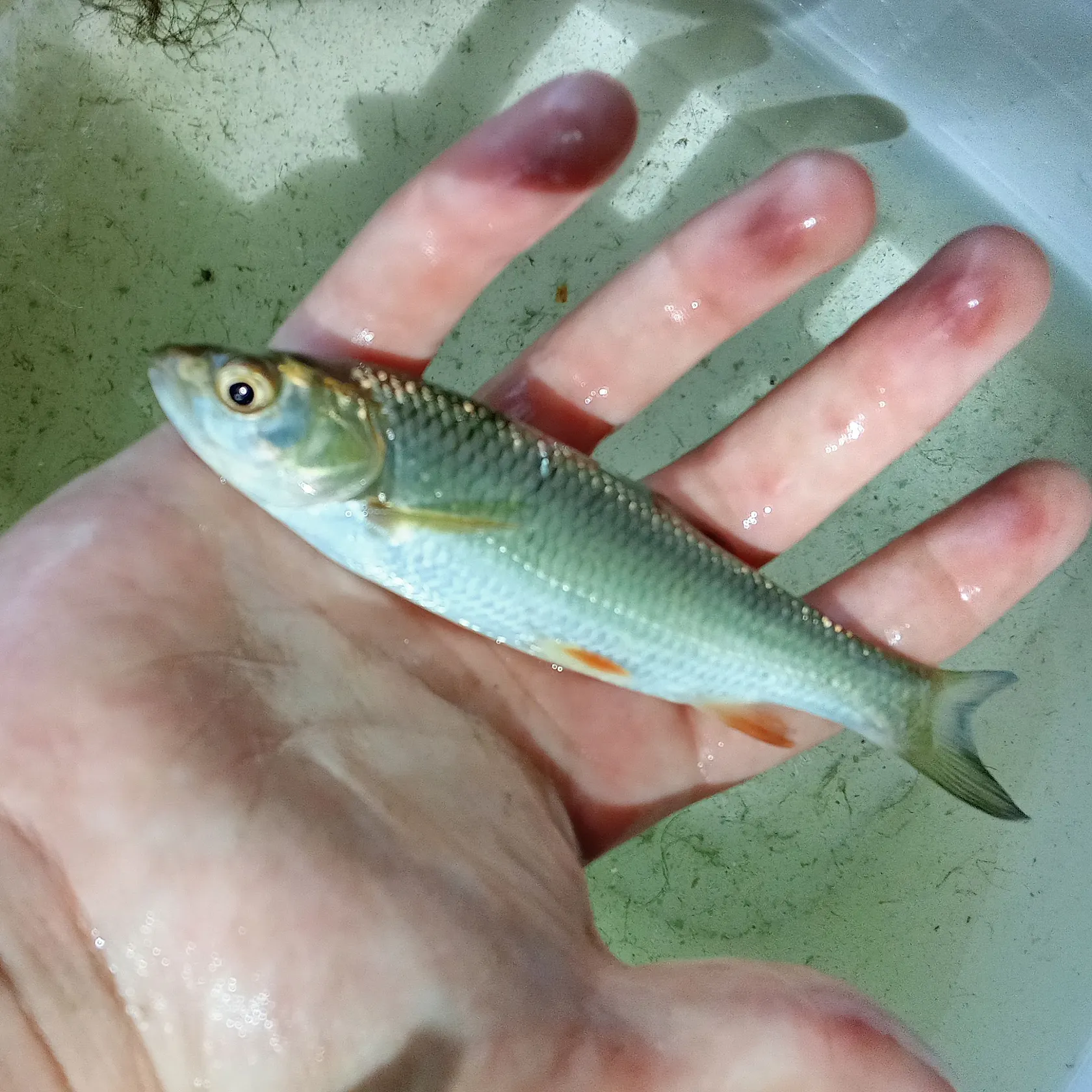 European chub caught on Fishbrain