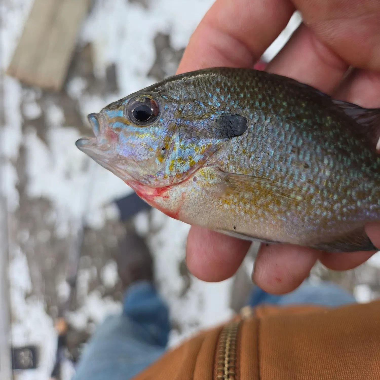 Longear sunfish caught on Fishbrain