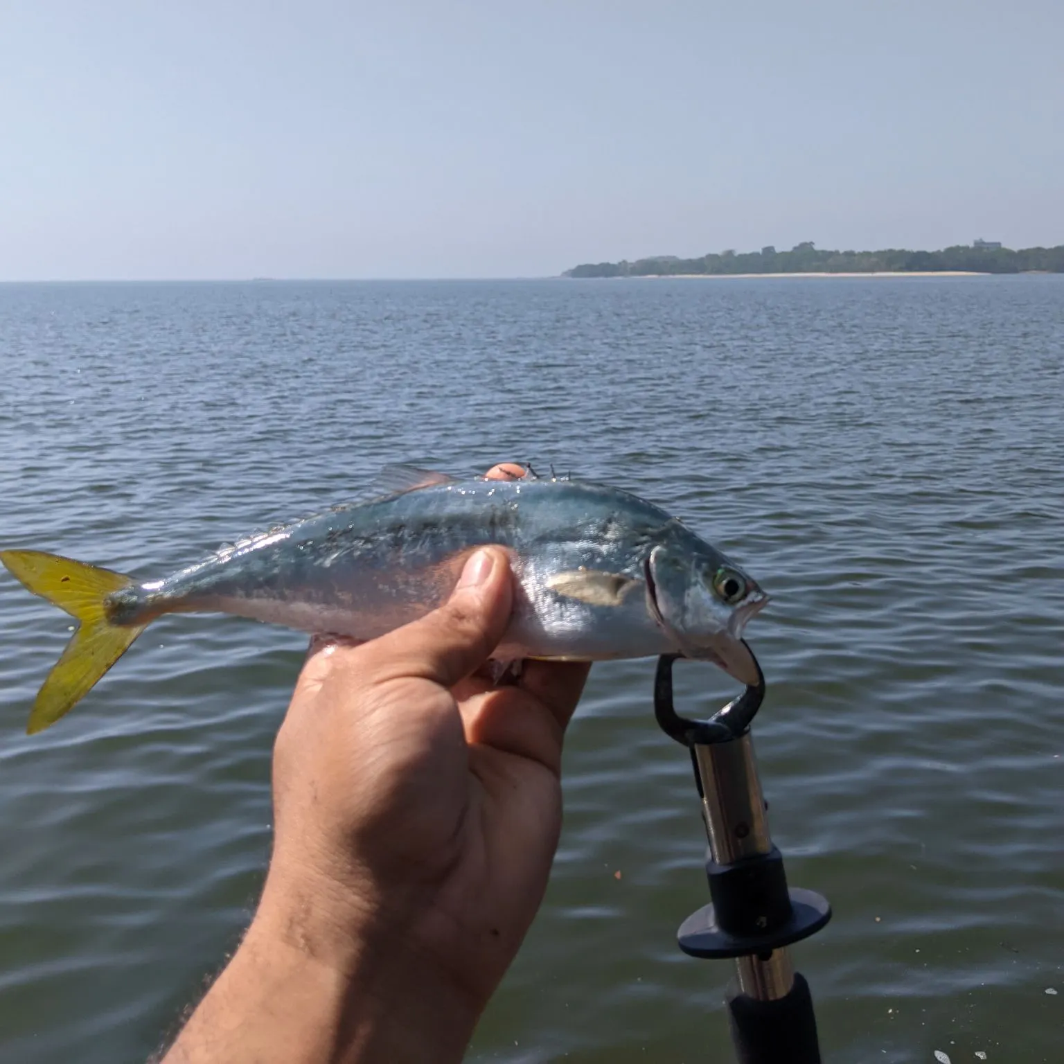 Leatherjack caught on Fishbrain