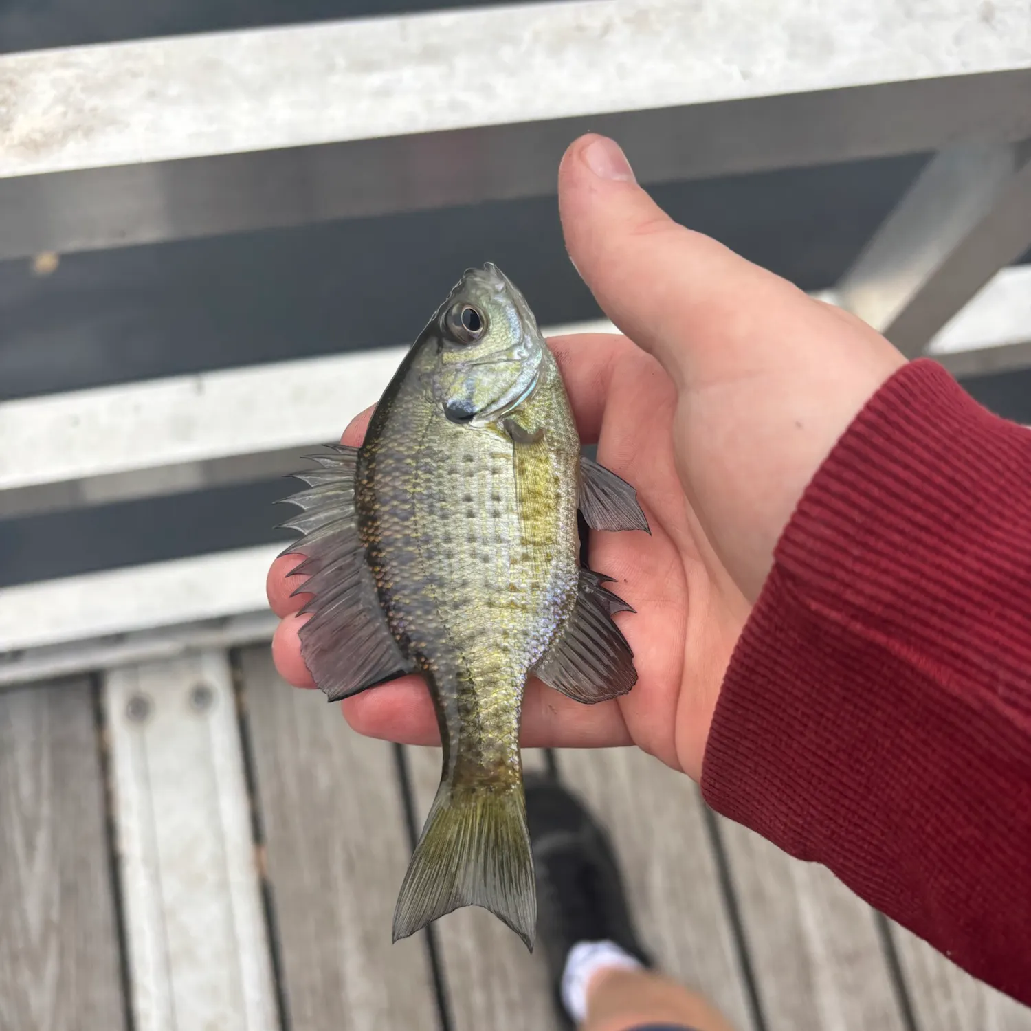 Bluegill caught on Fishbrain