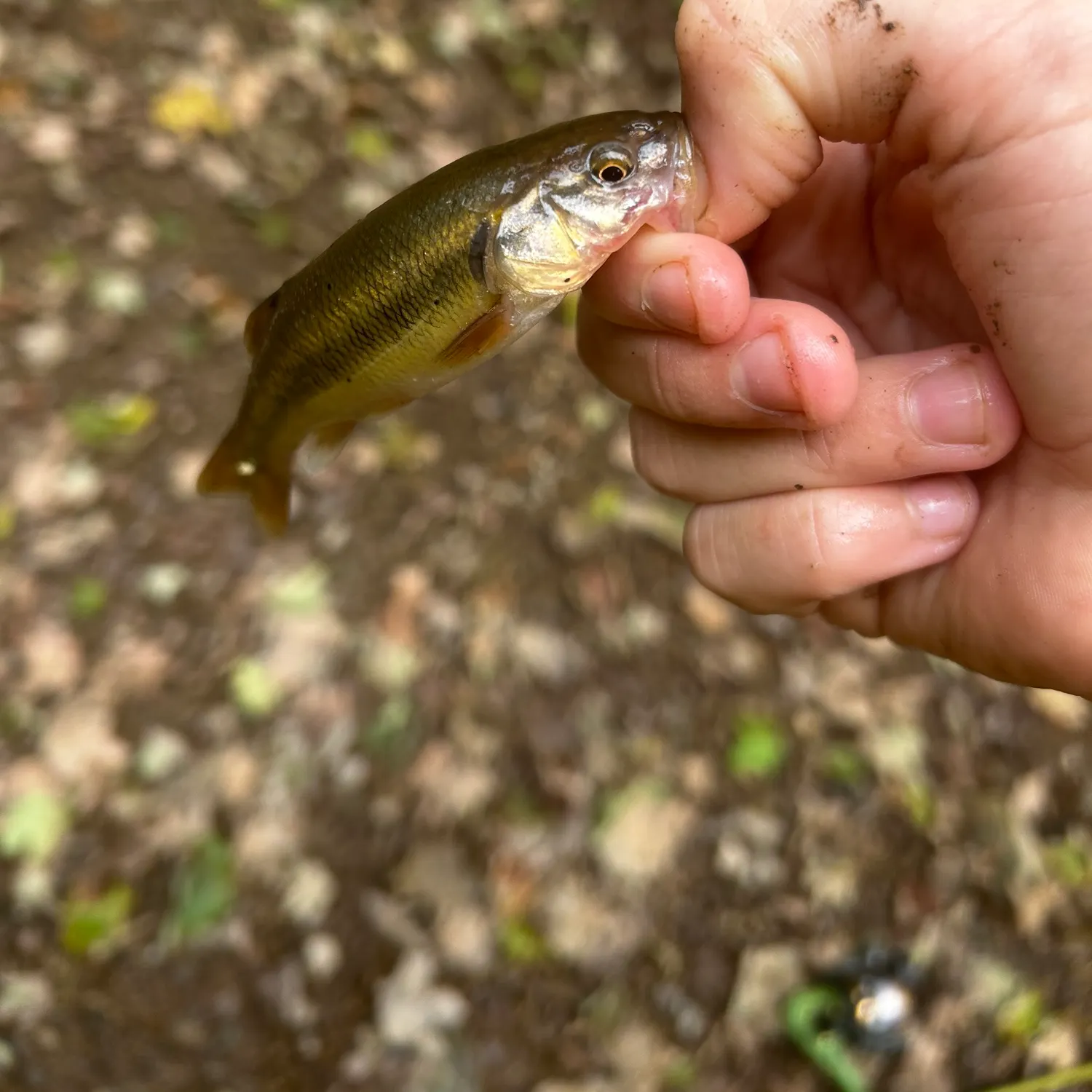 Creek chub caught on Fishbrain