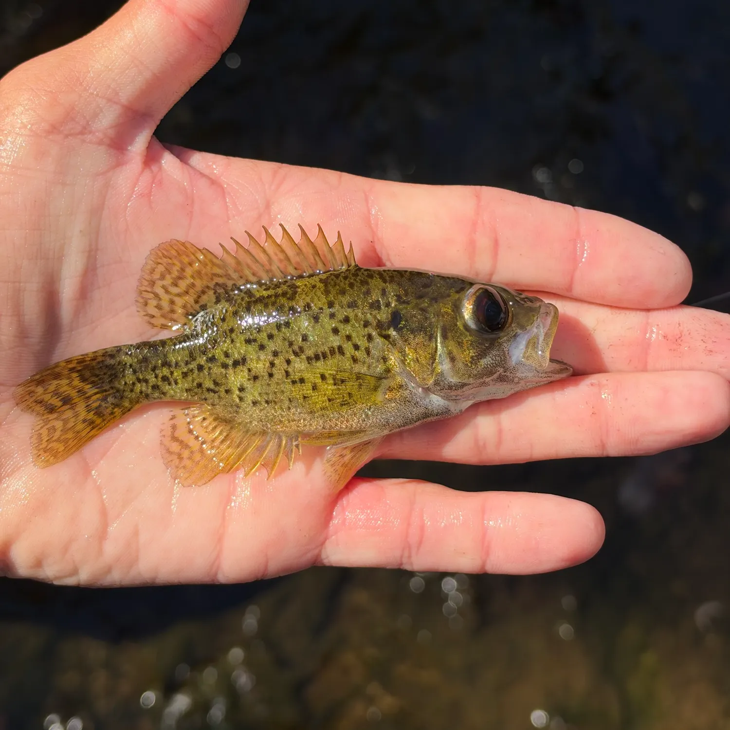 Ozark bass caught on Fishbrain