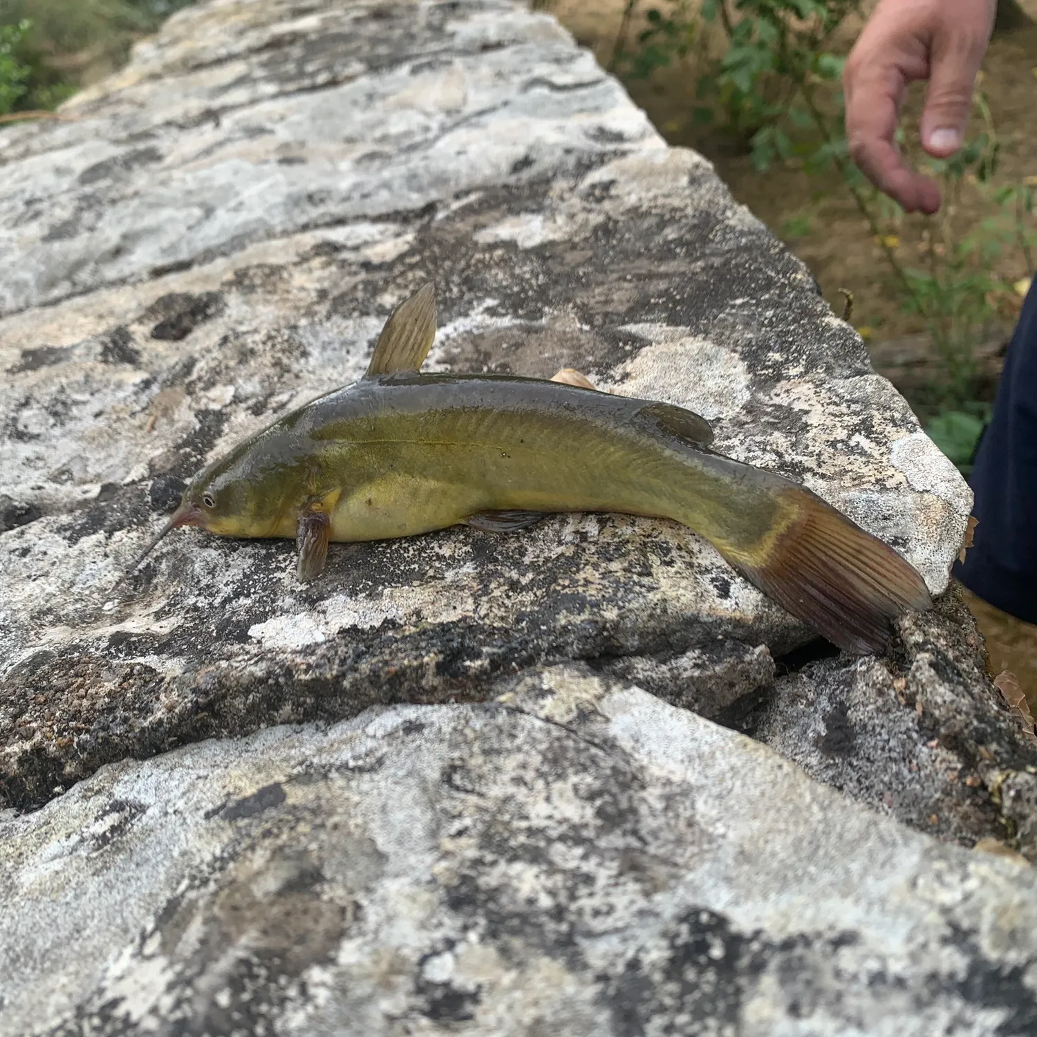 Black bullhead caught on Fishbrain