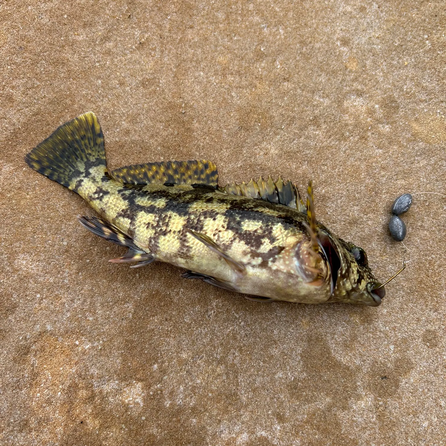 The most recent Mediterranean rainbow wrasse catches on Fishbrain