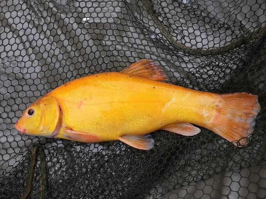 Golden tench