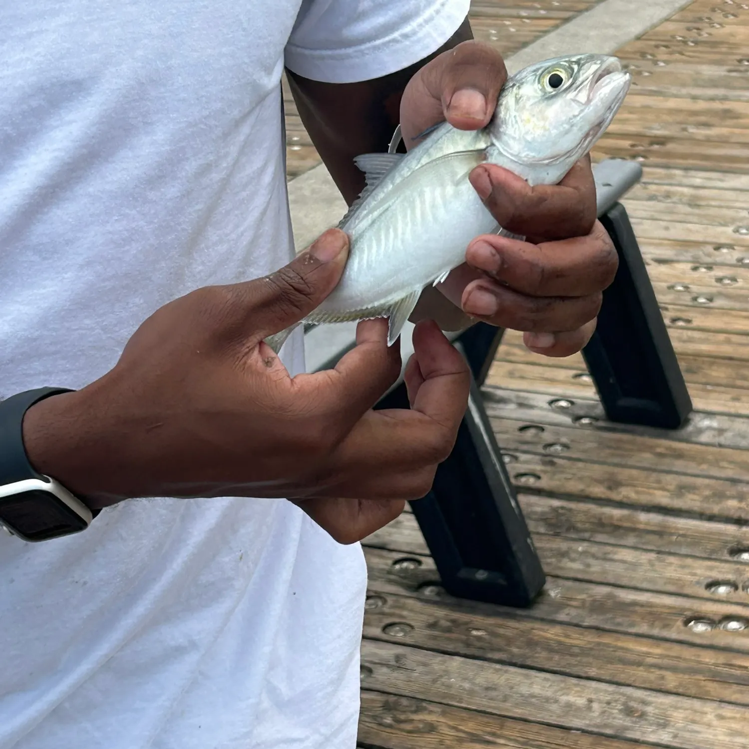 The most recent Blue runner catches on Fishbrain