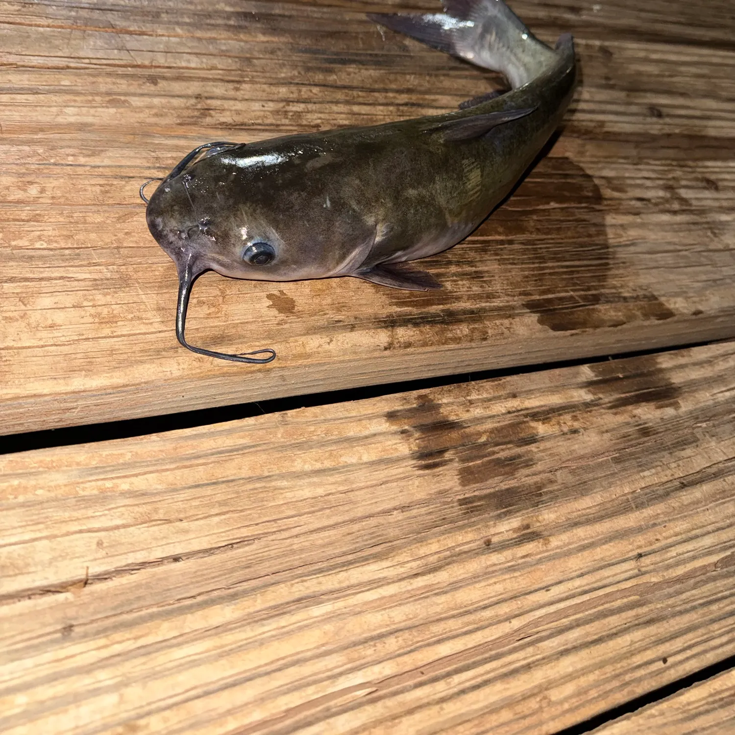 Channel catfish caught on Fishbrain