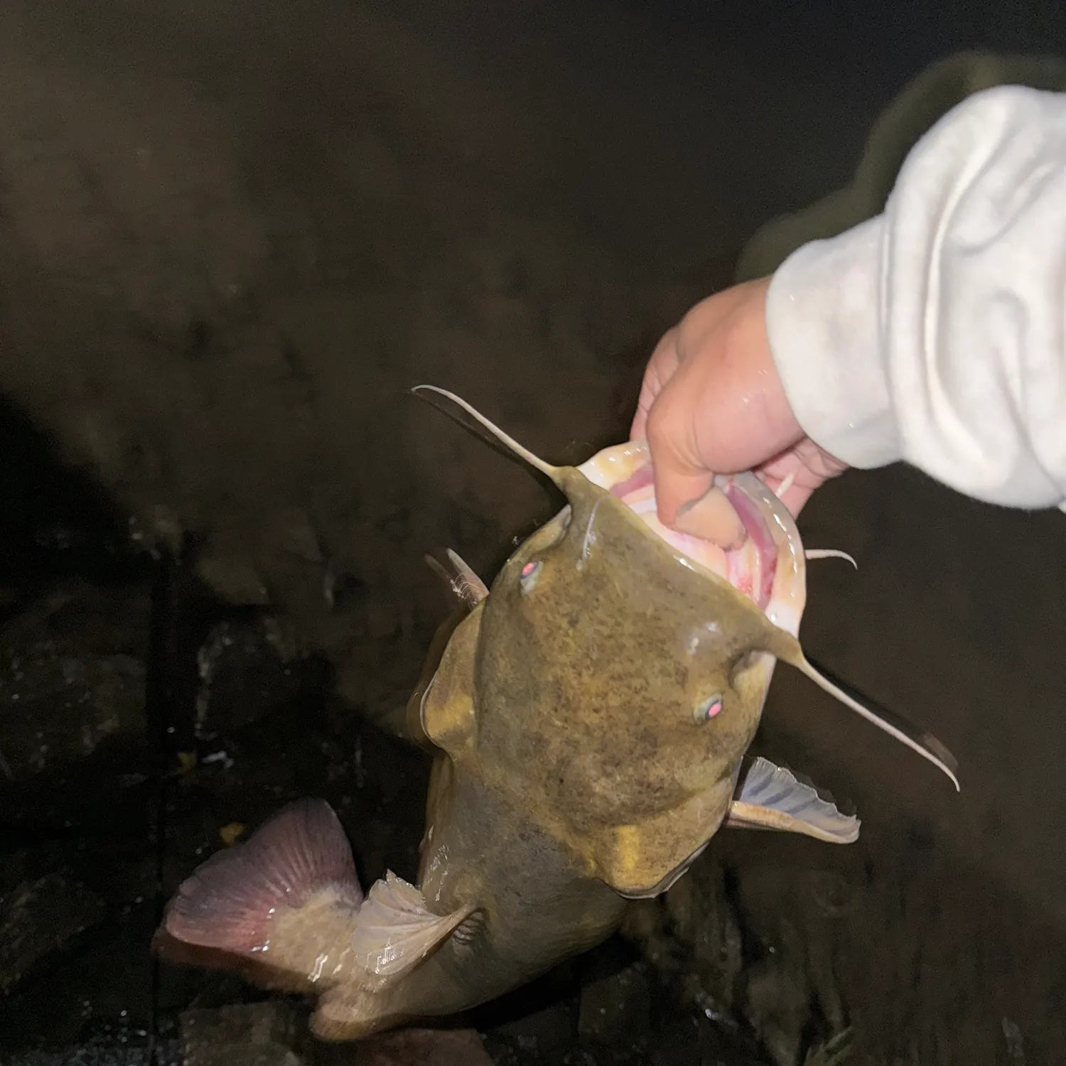 Flathead catfish caught on Fishbrain