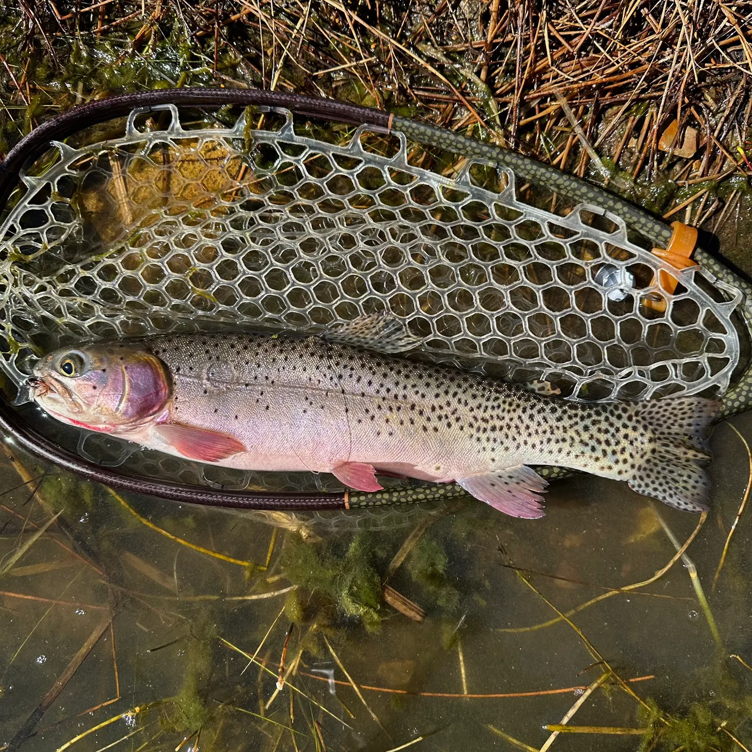 The most recent Colorado river cutthroat trout catches on Fishbrain