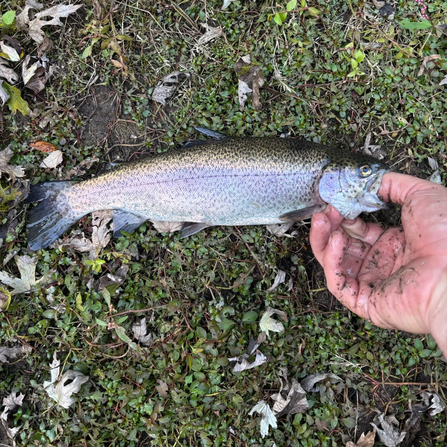 Rainbow trout caught on Fishbrain