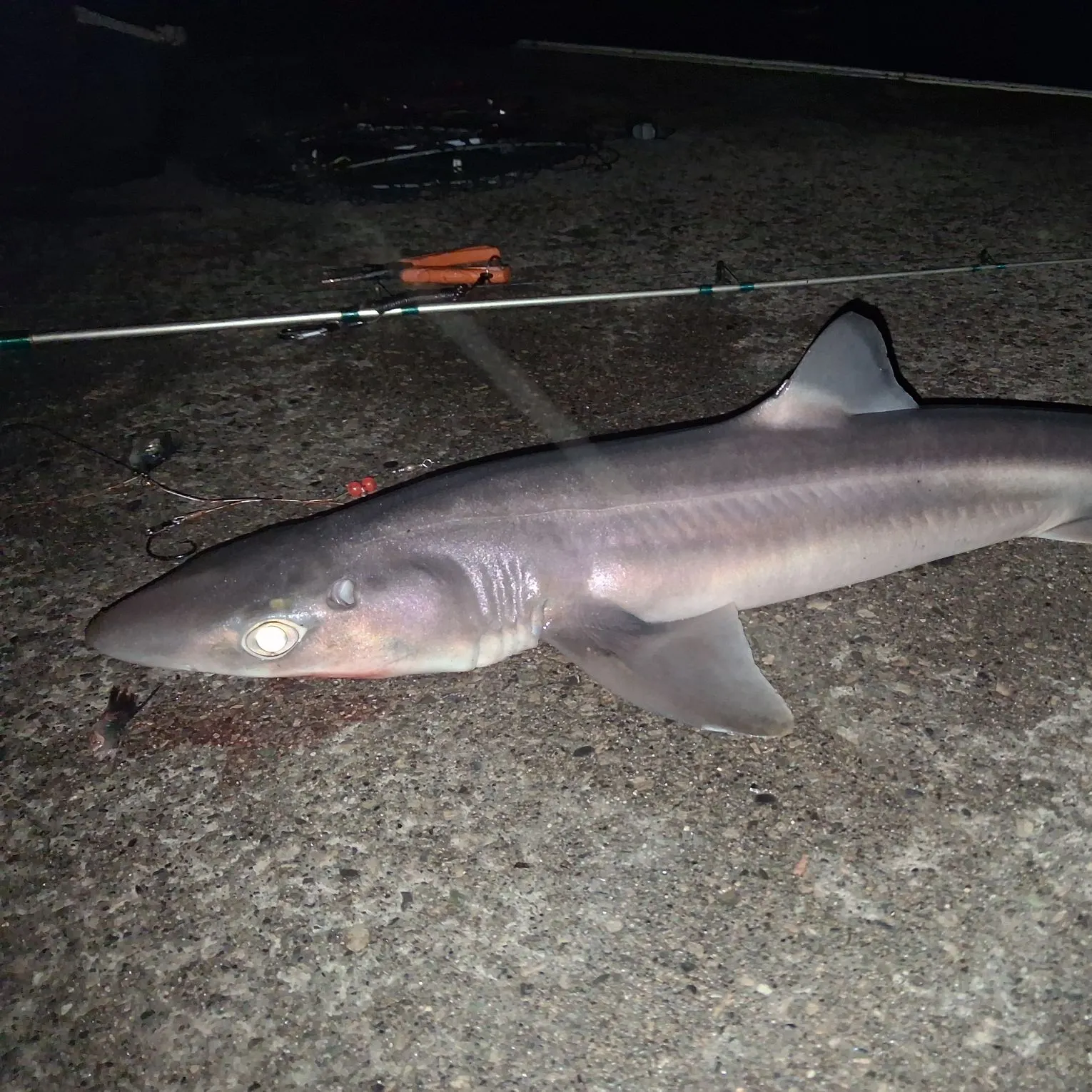 The most recent Pacific spiny dogfish catches on Fishbrain