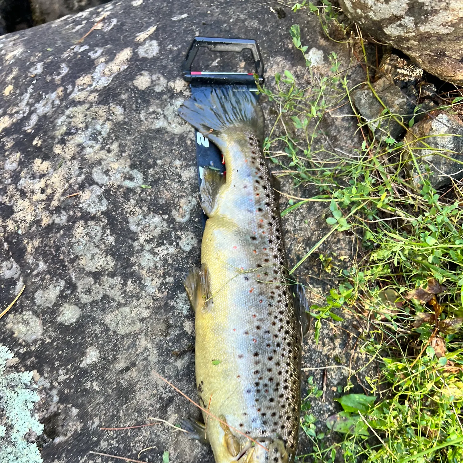 Brown trout caught on Fishbrain
