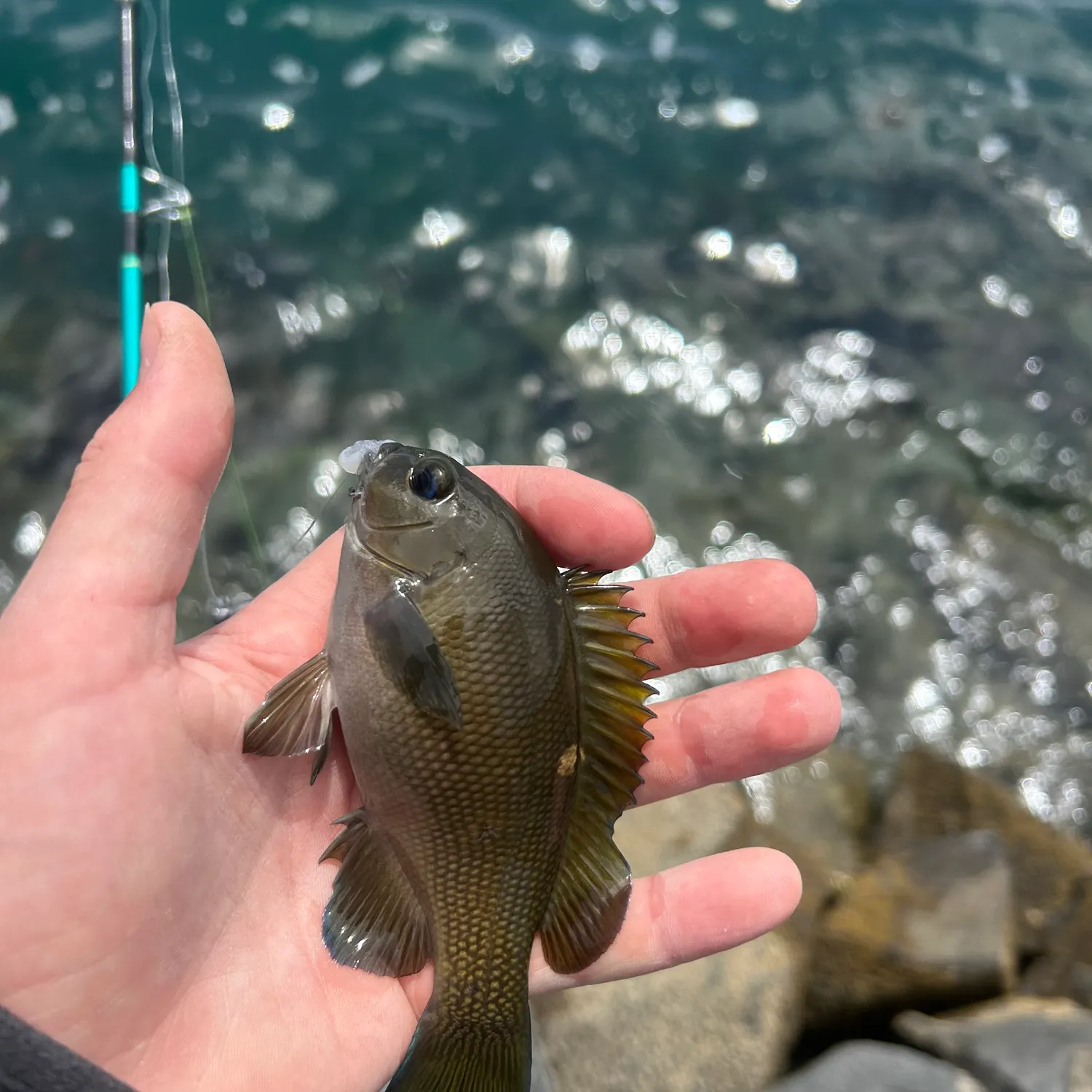 The most recent Opaleye catches on Fishbrain