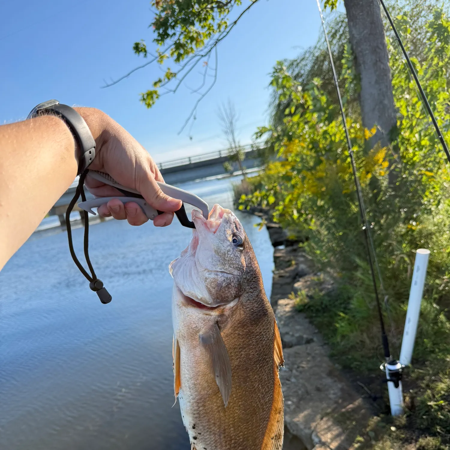 catch