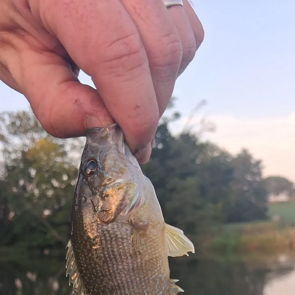 Green sunfish caught on Fishbrain