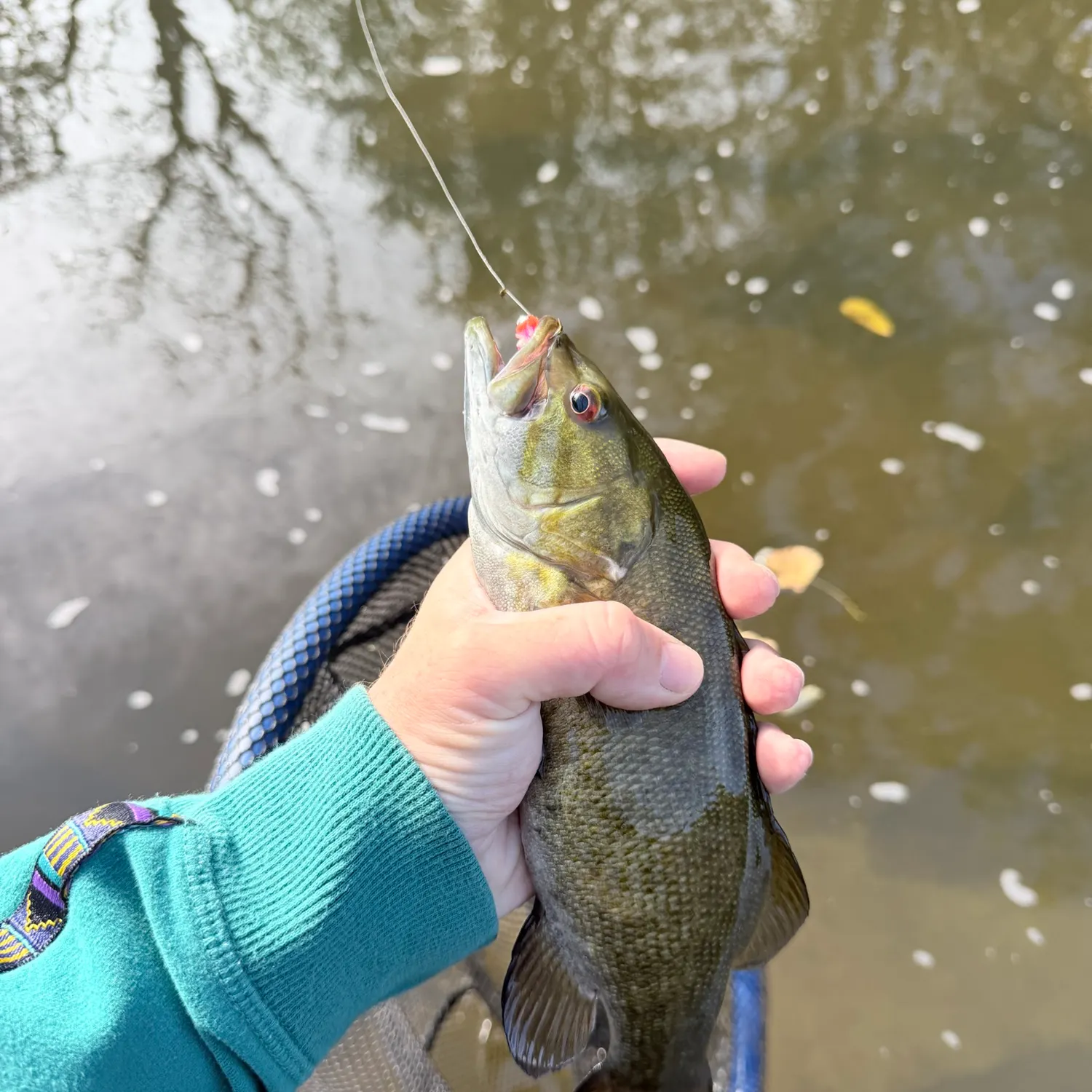 Smallmouth bass caught on Fishbrain