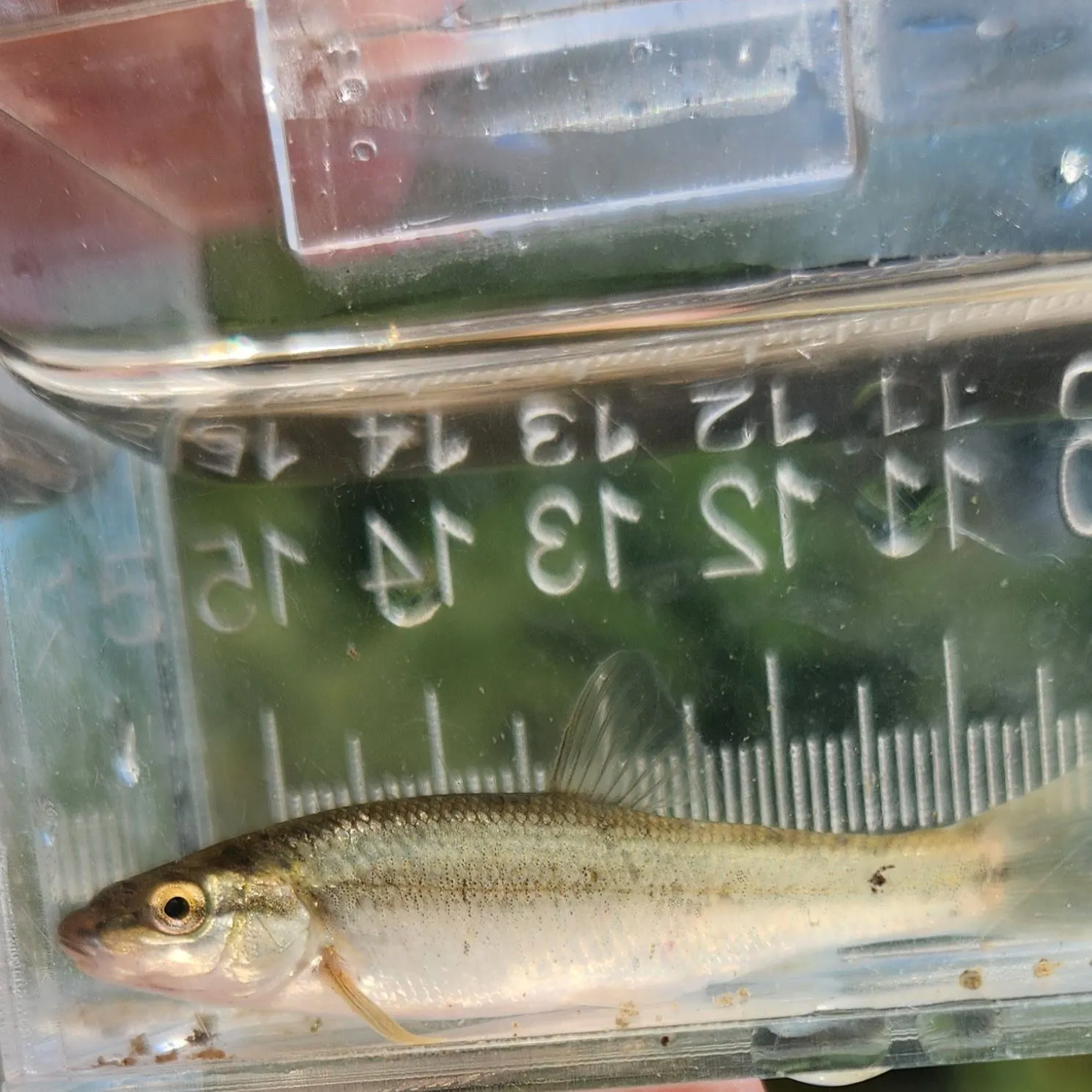 The most recent Western blacknose dace catches on Fishbrain