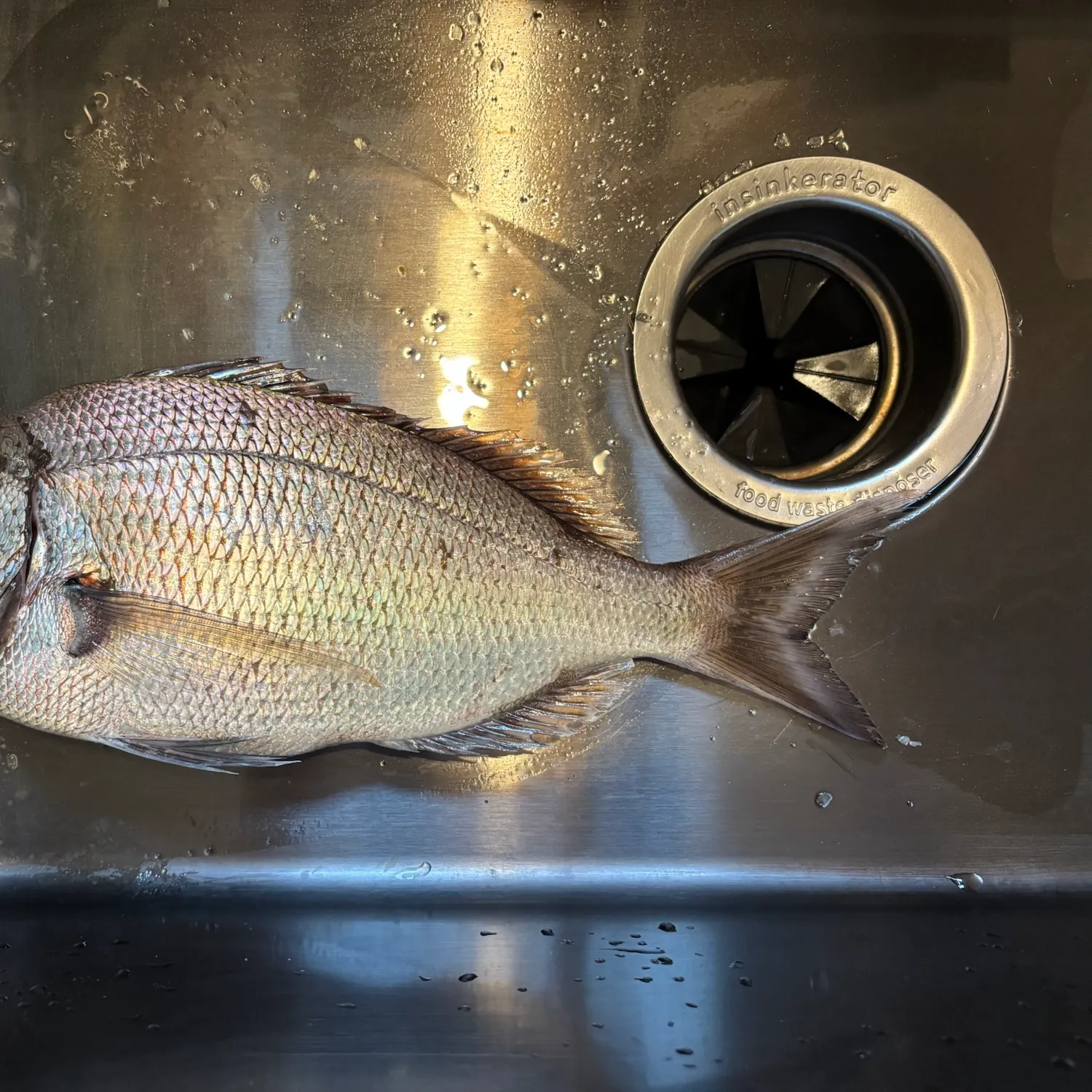 Scup caught on Fishbrain