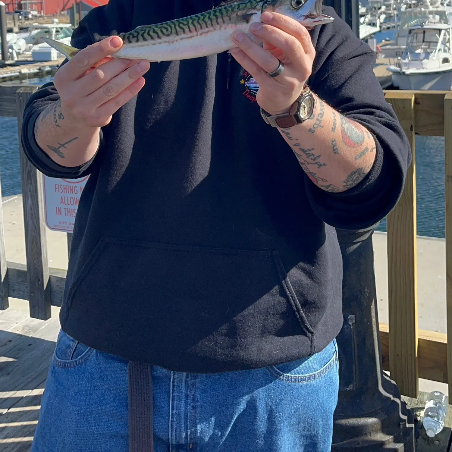 Atlantic mackerel caught on Fishbrain