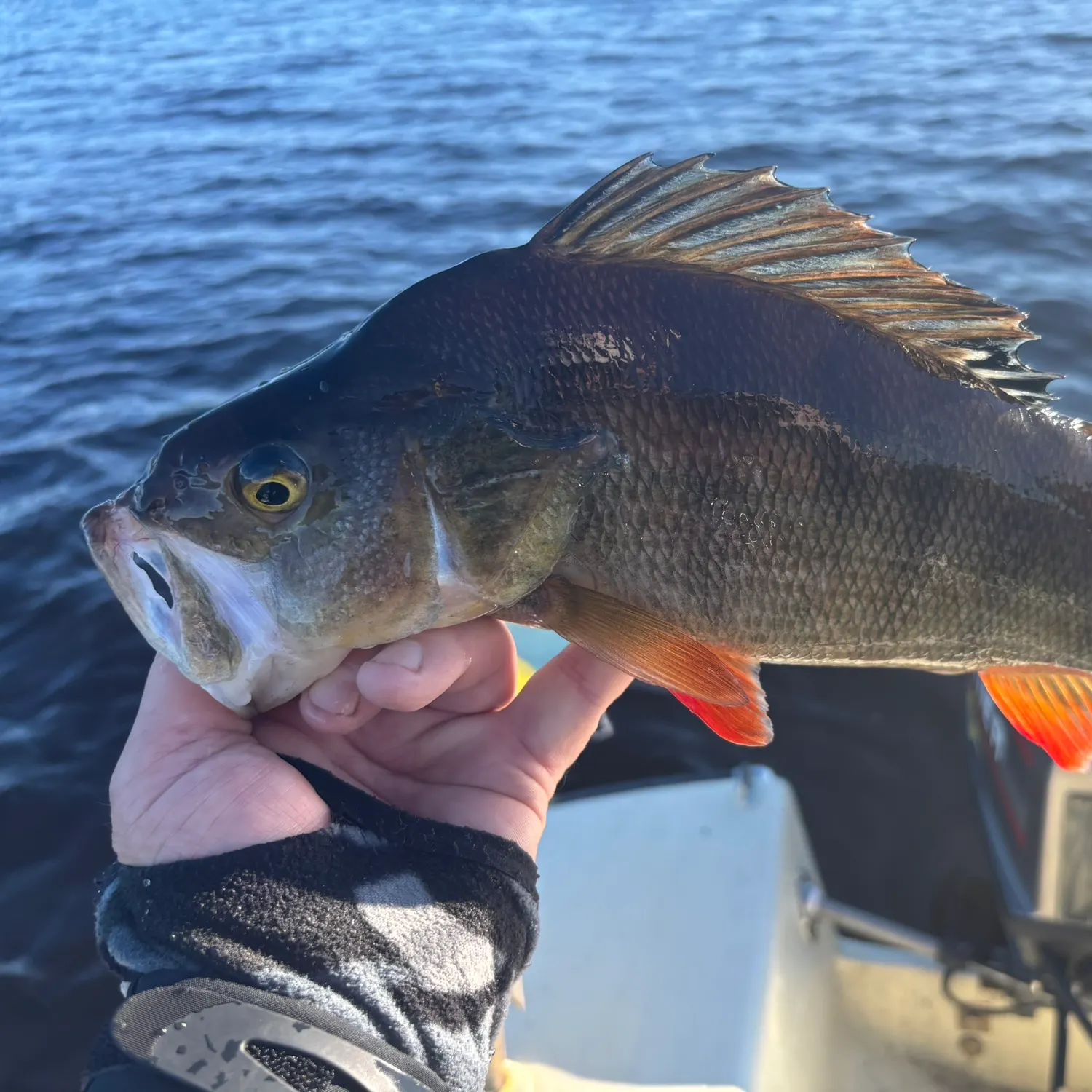 European perch caught on Fishbrain