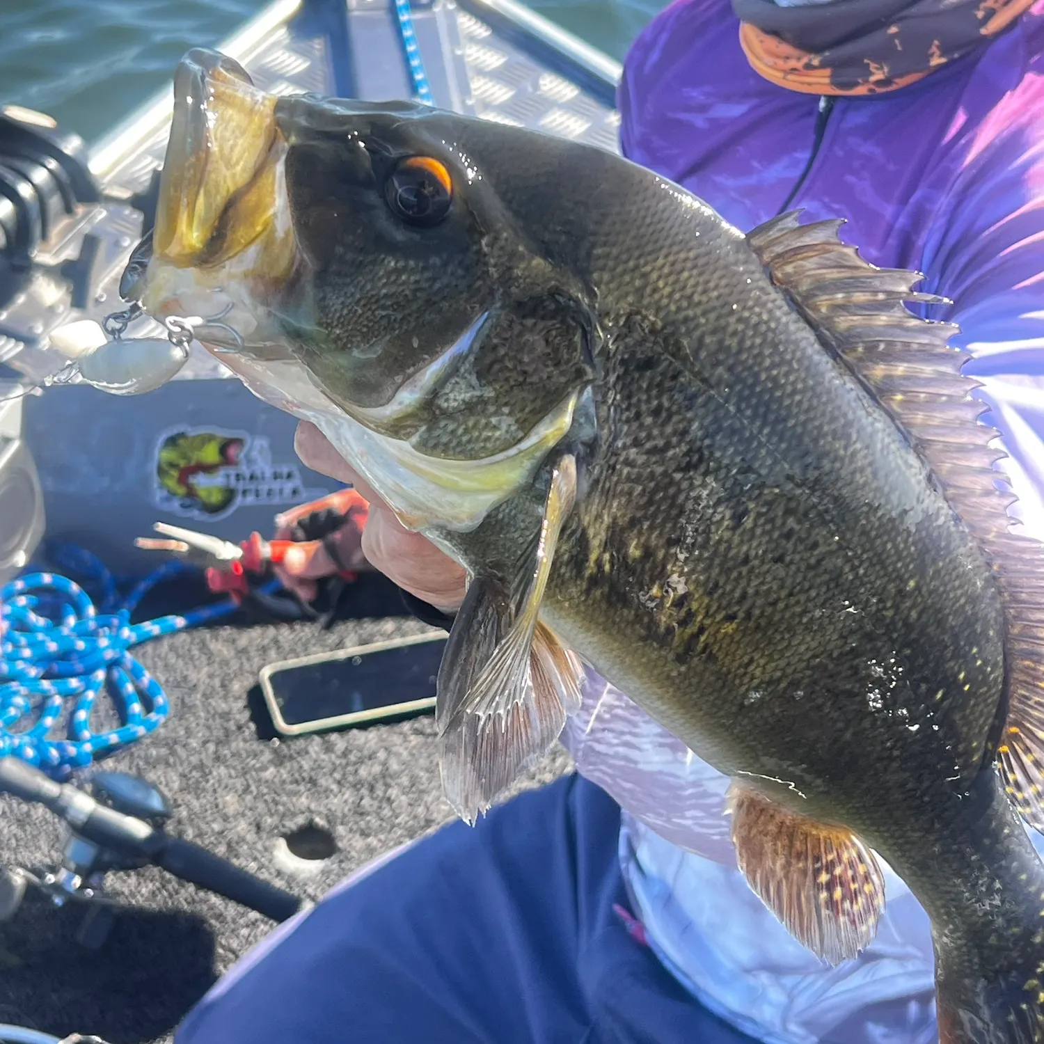 The most recent Kelberi peacock bass catches on Fishbrain