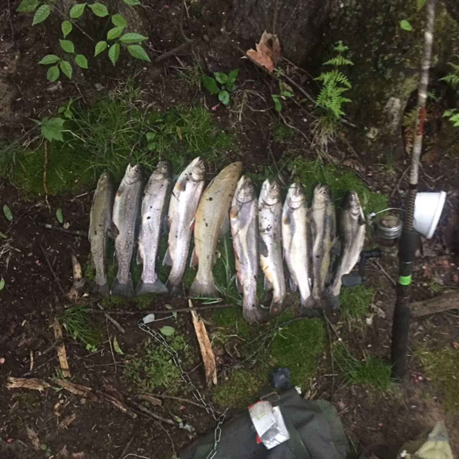 recently logged catches