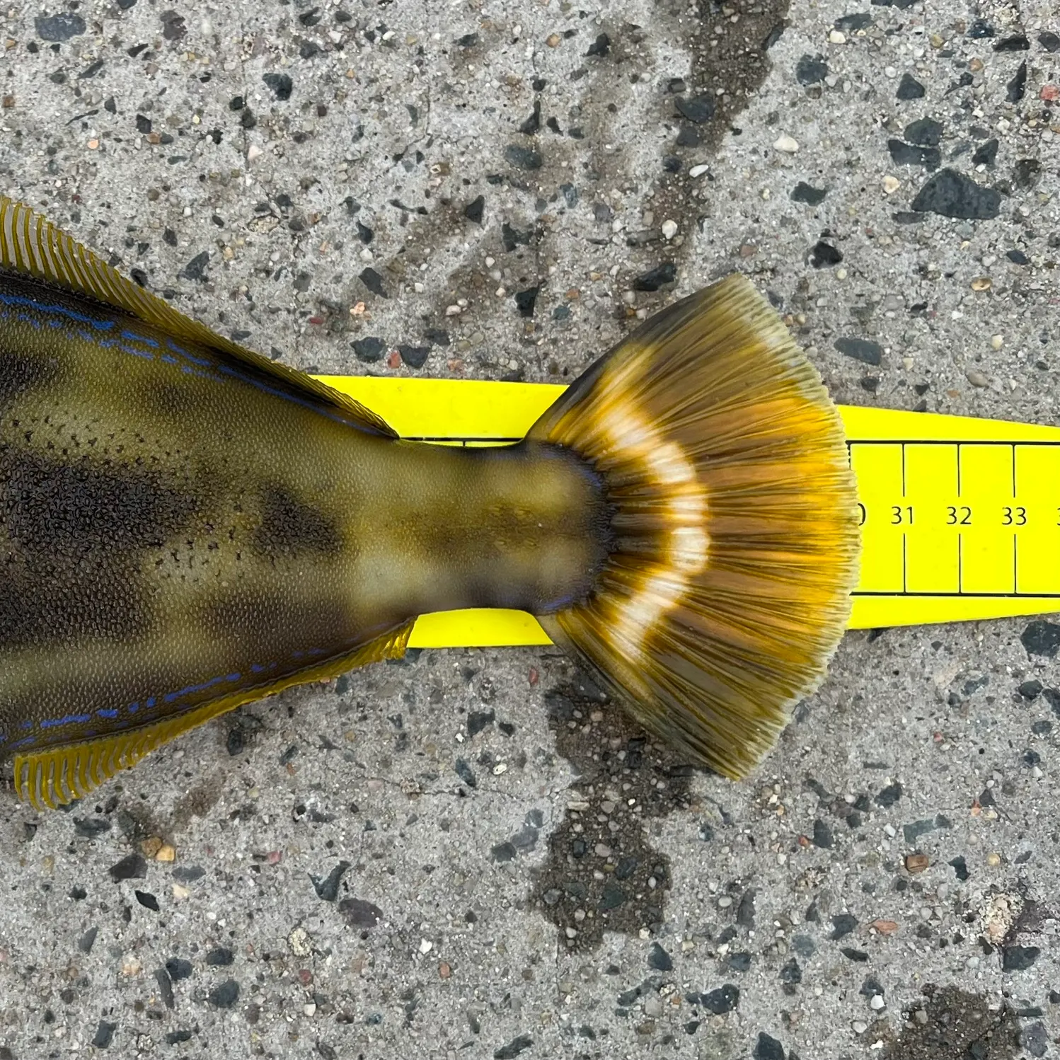 The most recent Yellowfin leatherjacket catches on Fishbrain