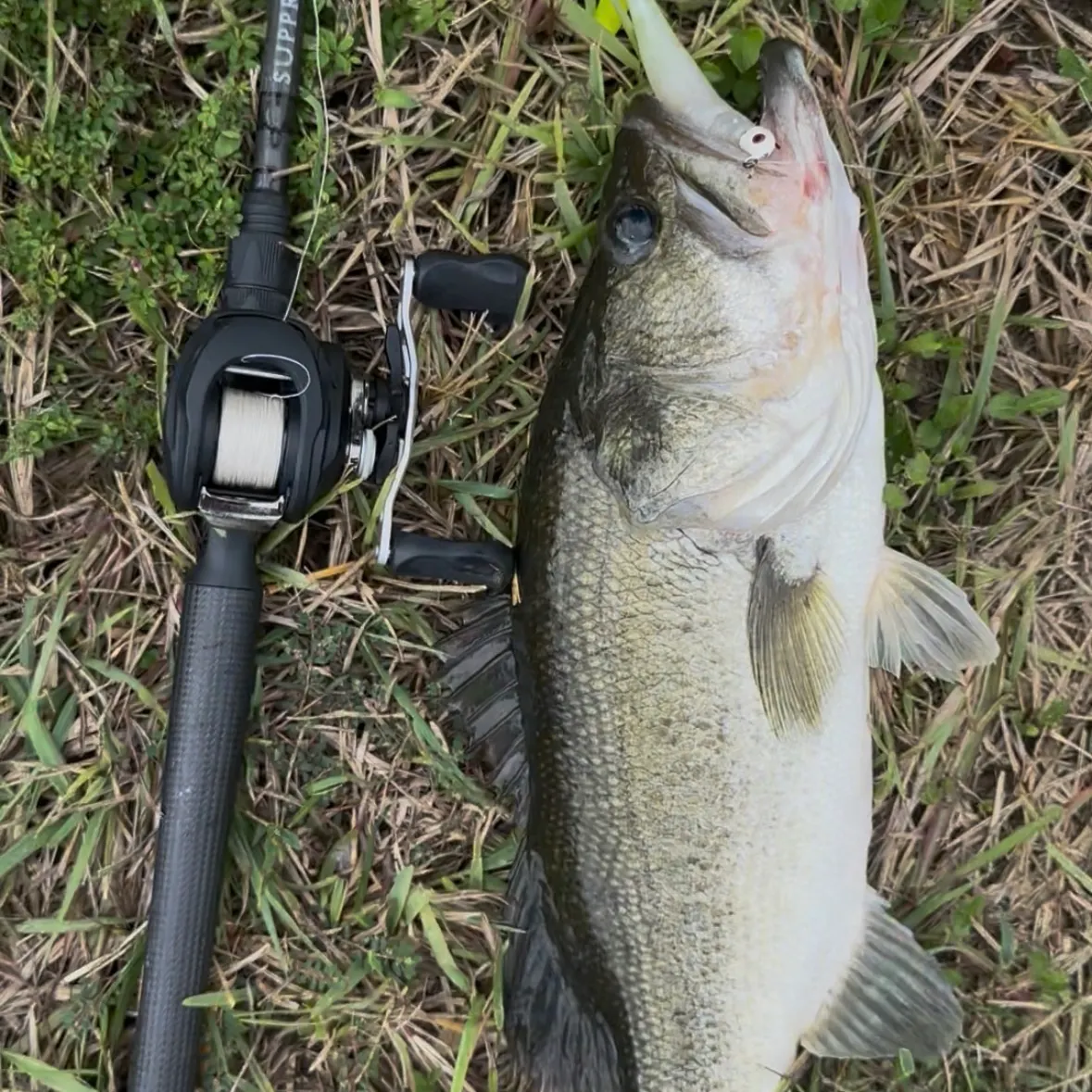 Largemouth bass caught on Fishbrain