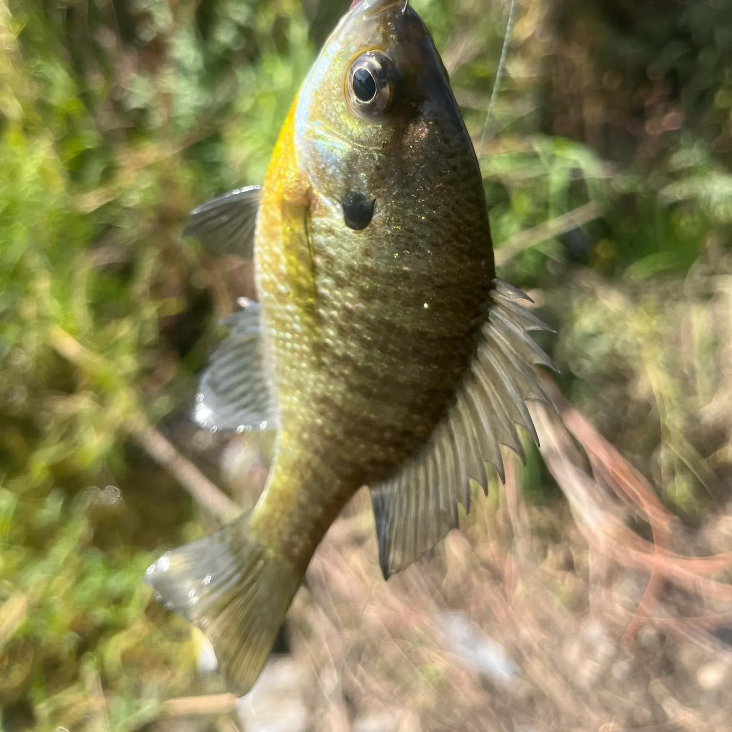 Bluegill caught on Fishbrain