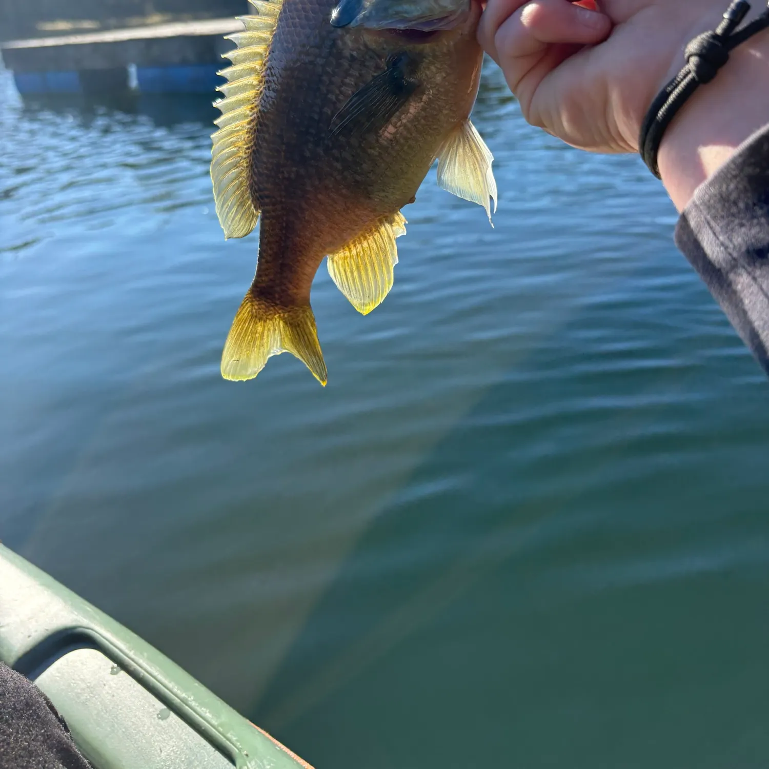 Bluegill caught on Fishbrain