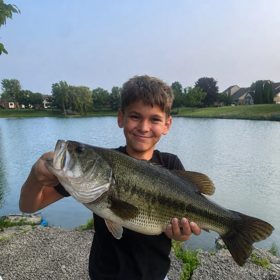 Largemouth bass caught on Fishbrain