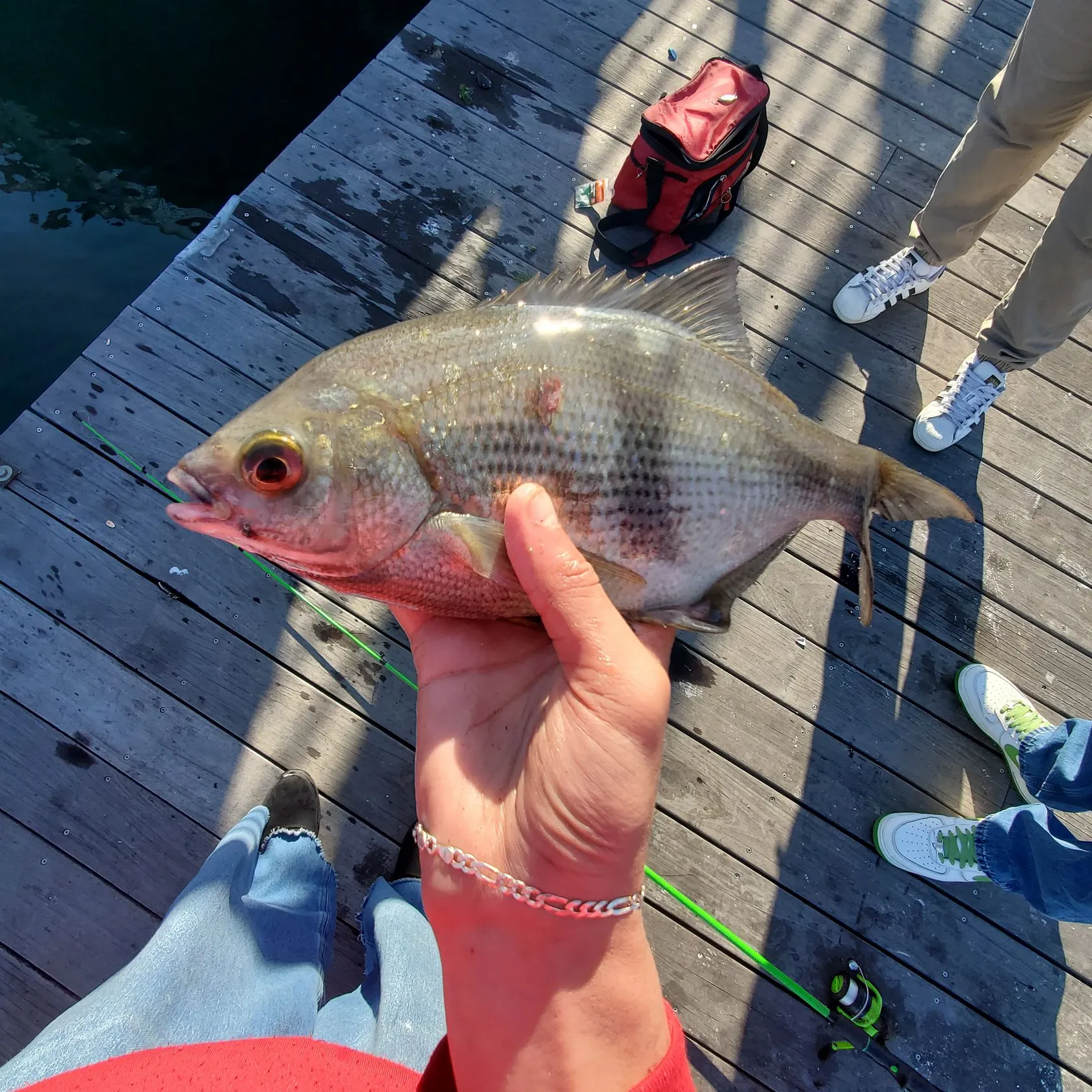 The most recent Pile perch catches on Fishbrain