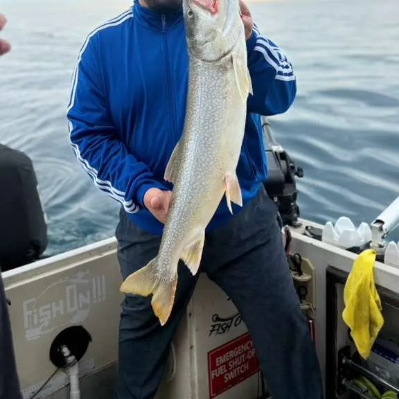 The most recent Lake char catches on Fishbrain