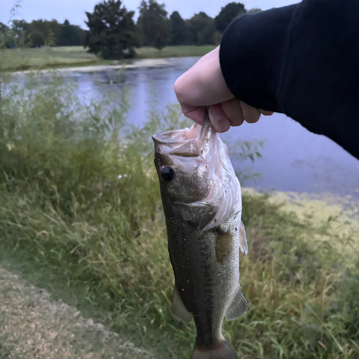 Largemouth bass caught on Fishbrain