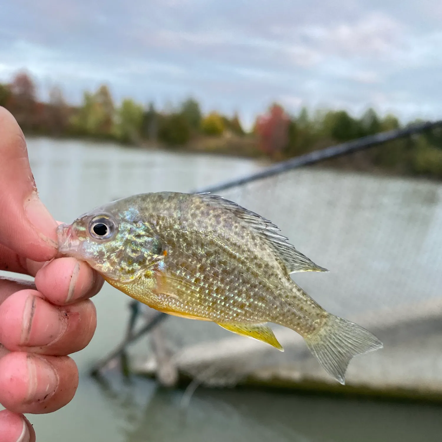 Pumpkinseed caught on Fishbrain