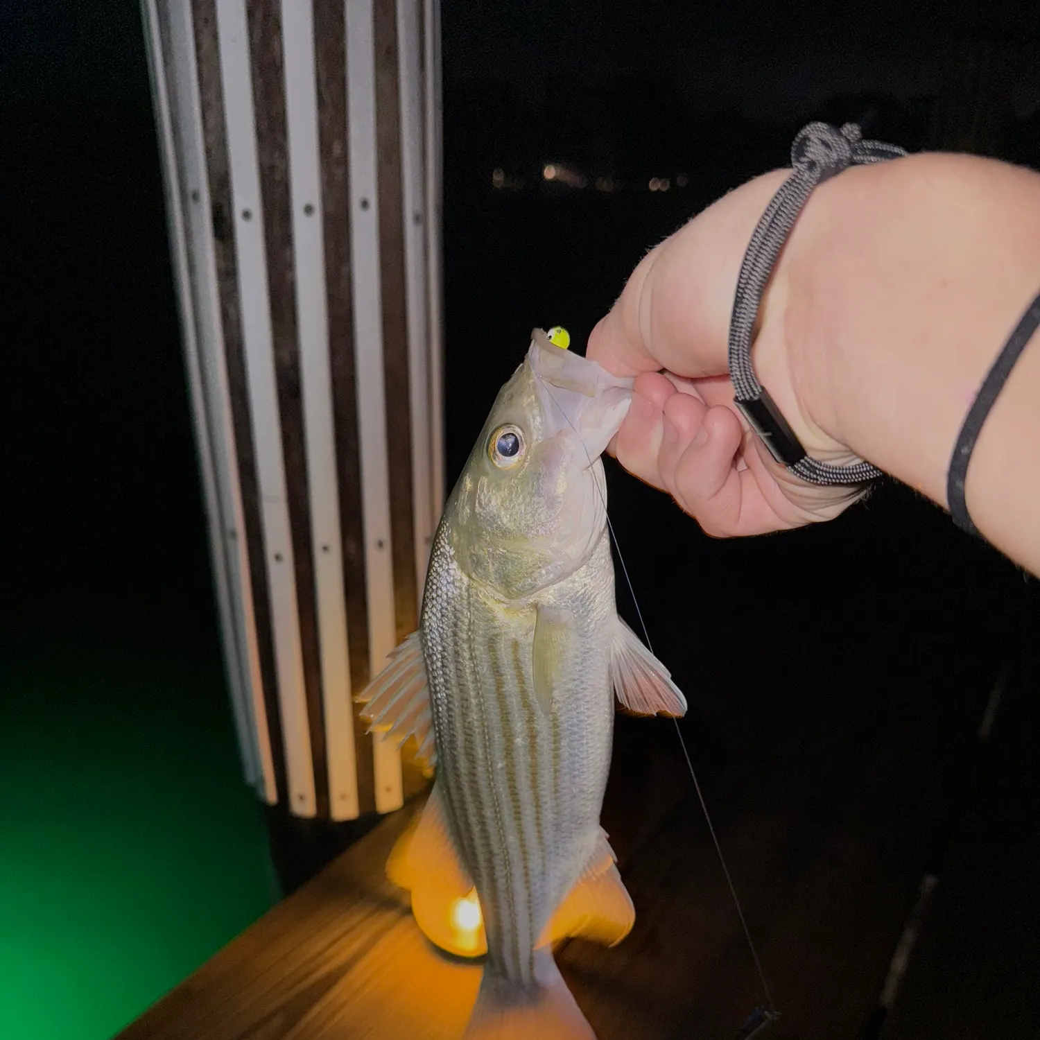 Striped bass caught on Fishbrain