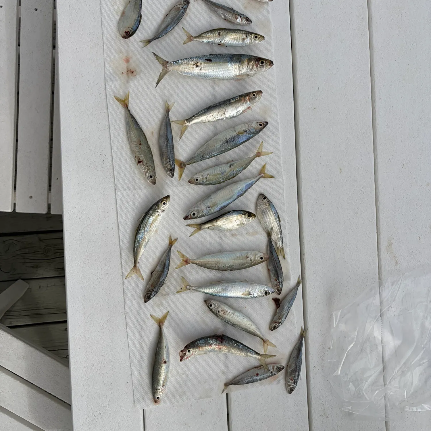 The most recent Blue mackerel catches on Fishbrain