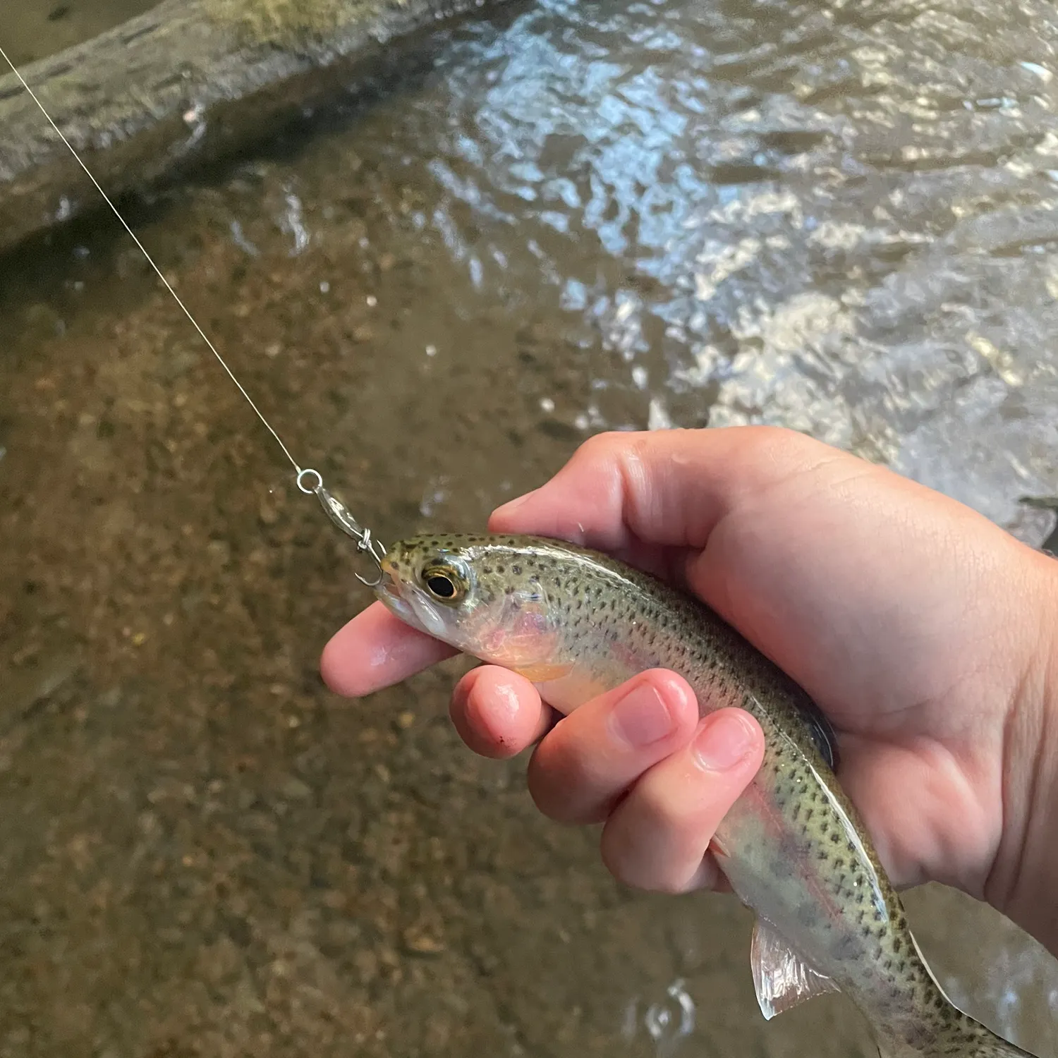 Rainbow trout caught on Fishbrain