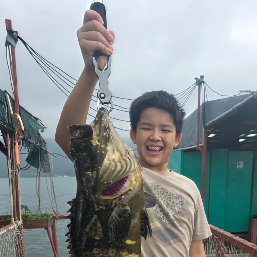 The most recent Greasy grouper catches on Fishbrain