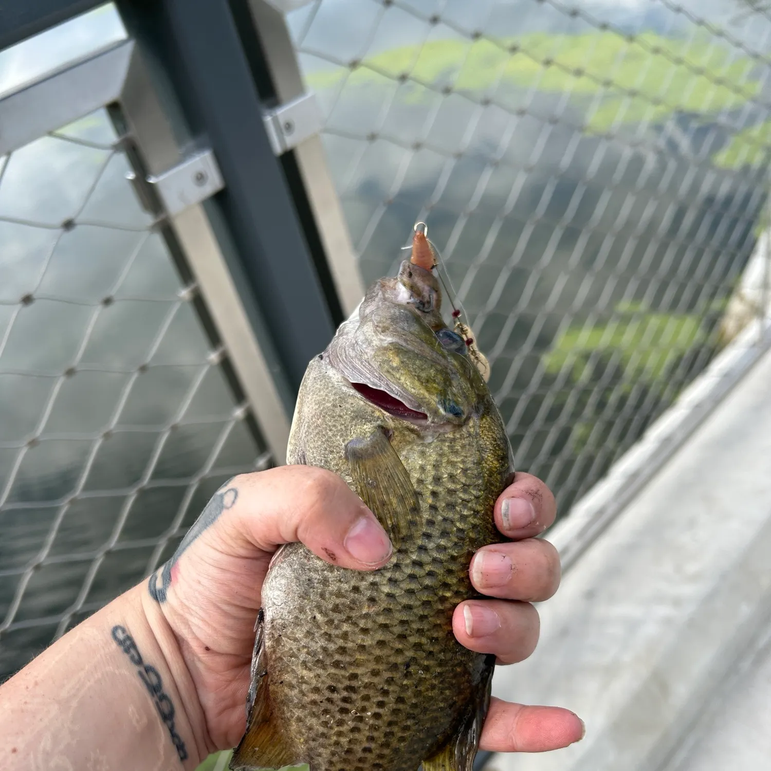 Rock bass caught on Fishbrain