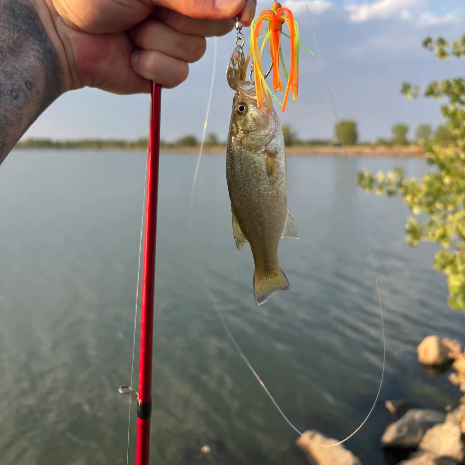 Largemouth bass caught on Fishbrain