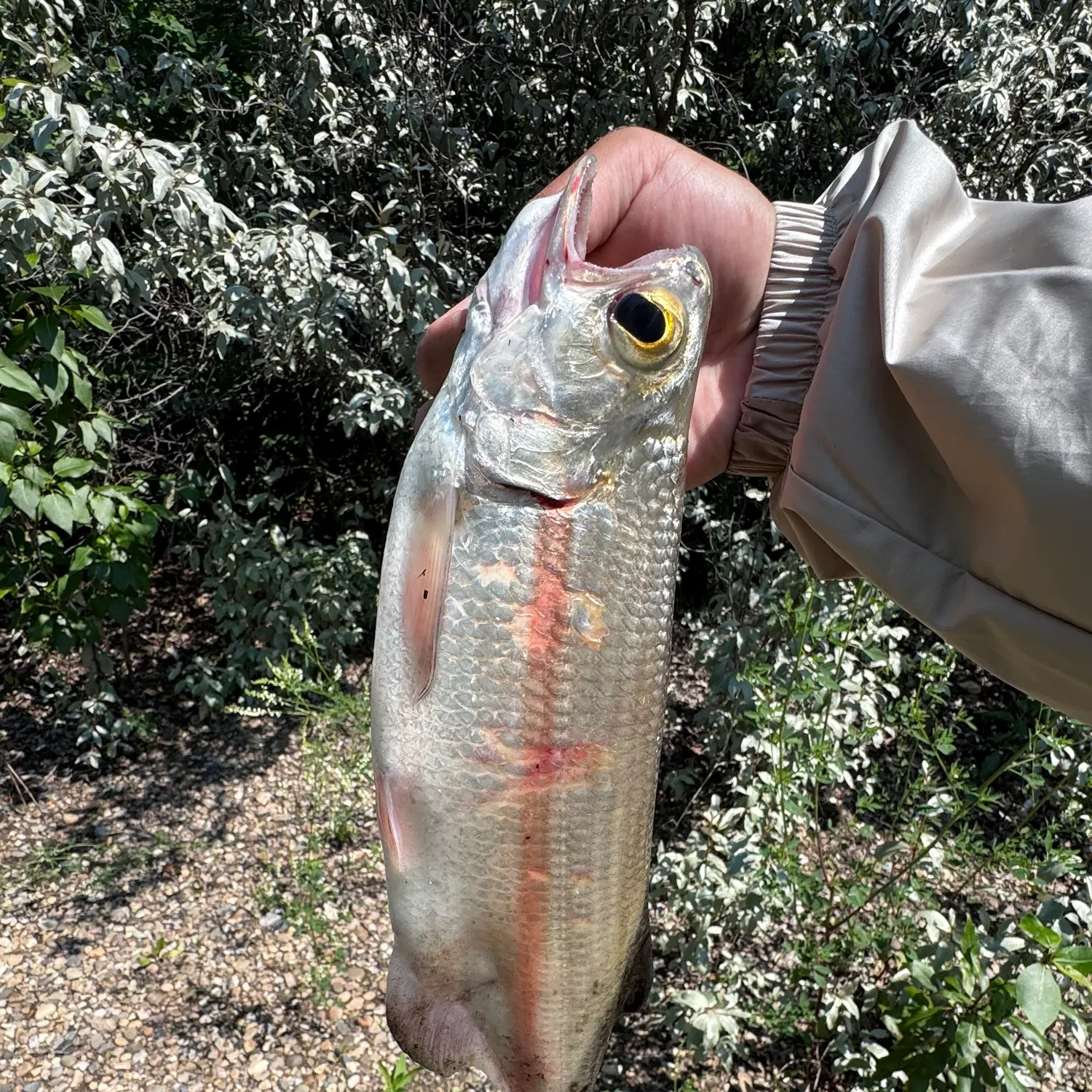 The most recent Goldeye catches on Fishbrain