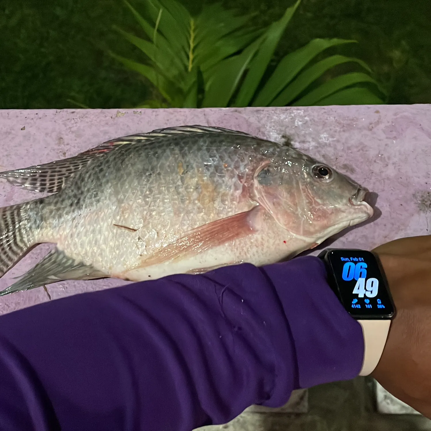 recently logged catches