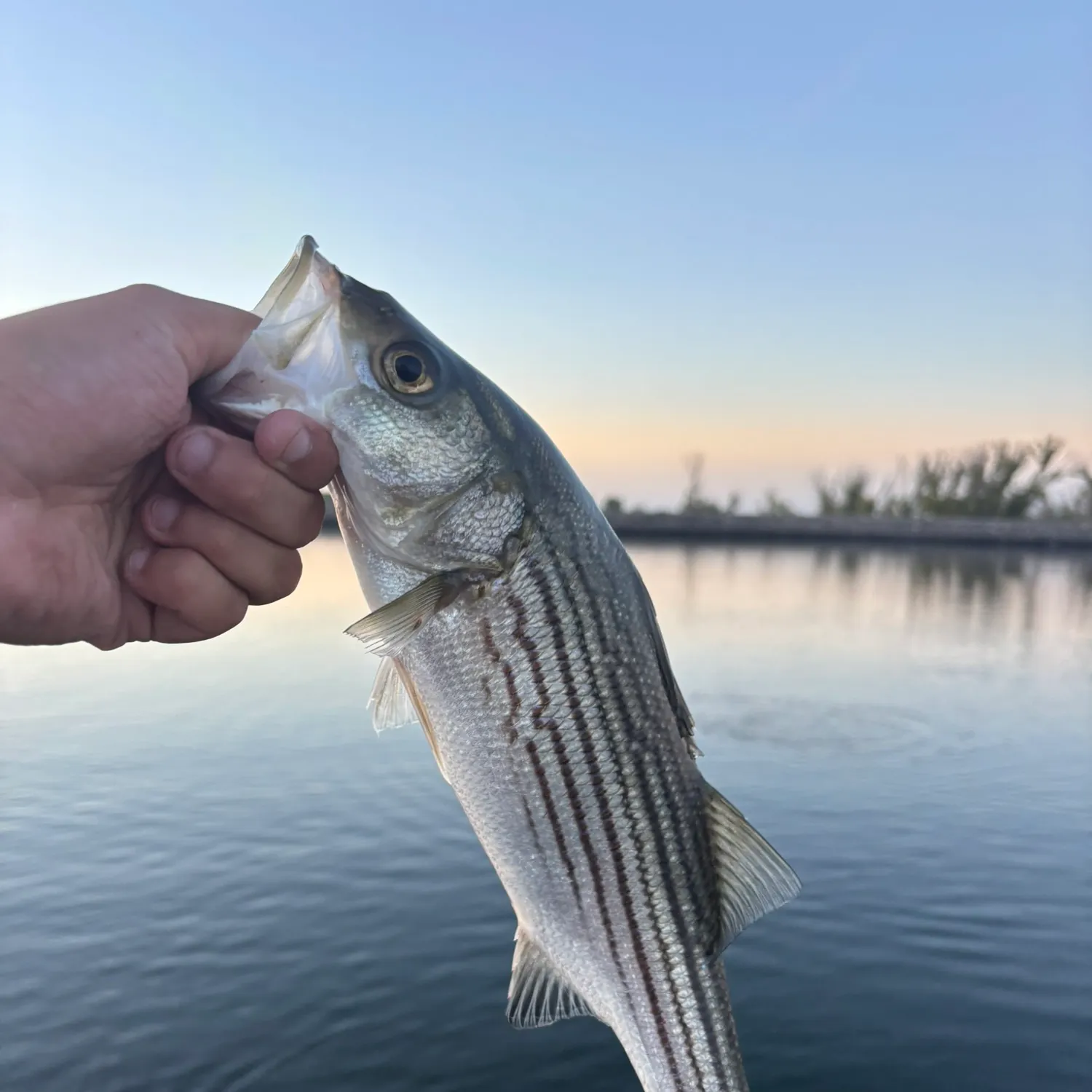 Striped bass caught on Fishbrain