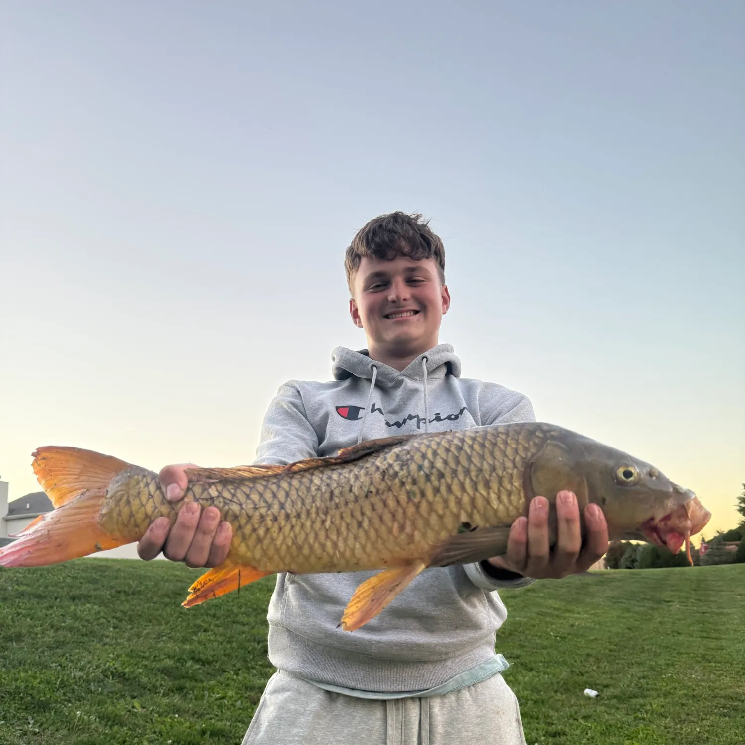 Common carp caught on Fishbrain